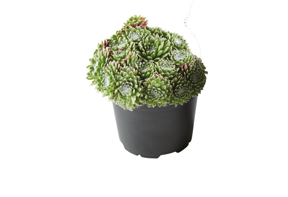 Sempervivum