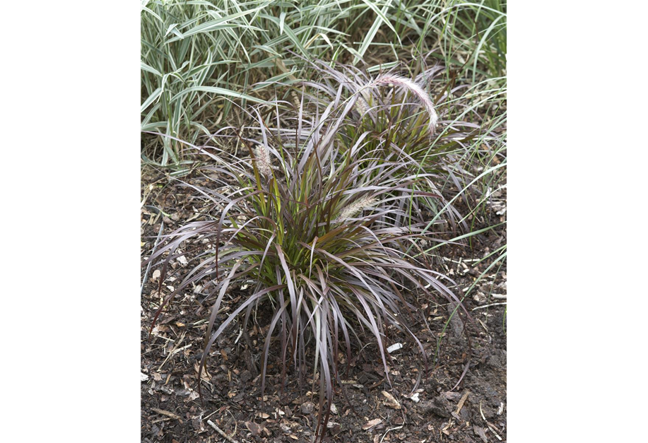 Pennisetum setaceum ’Rubrum’