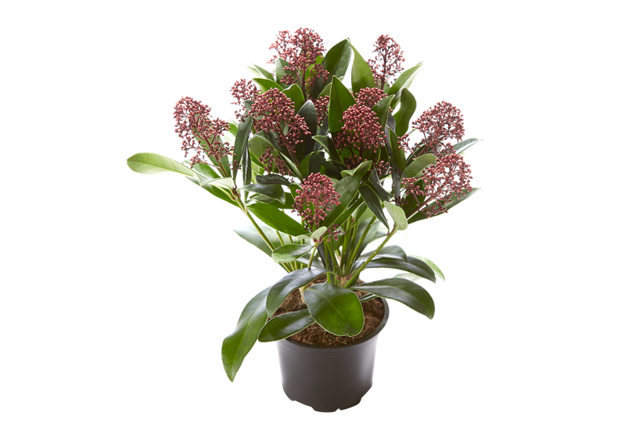 Skimmia japonica