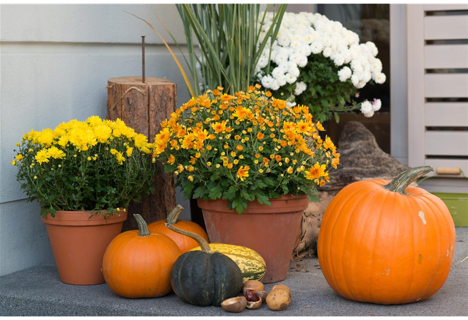 Chrysanthemum indicum