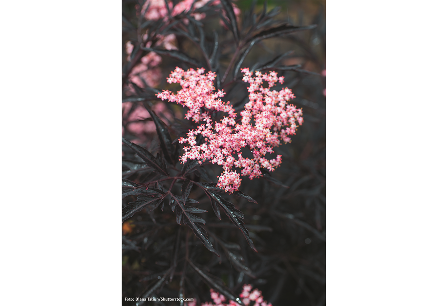 Sambucus nigra