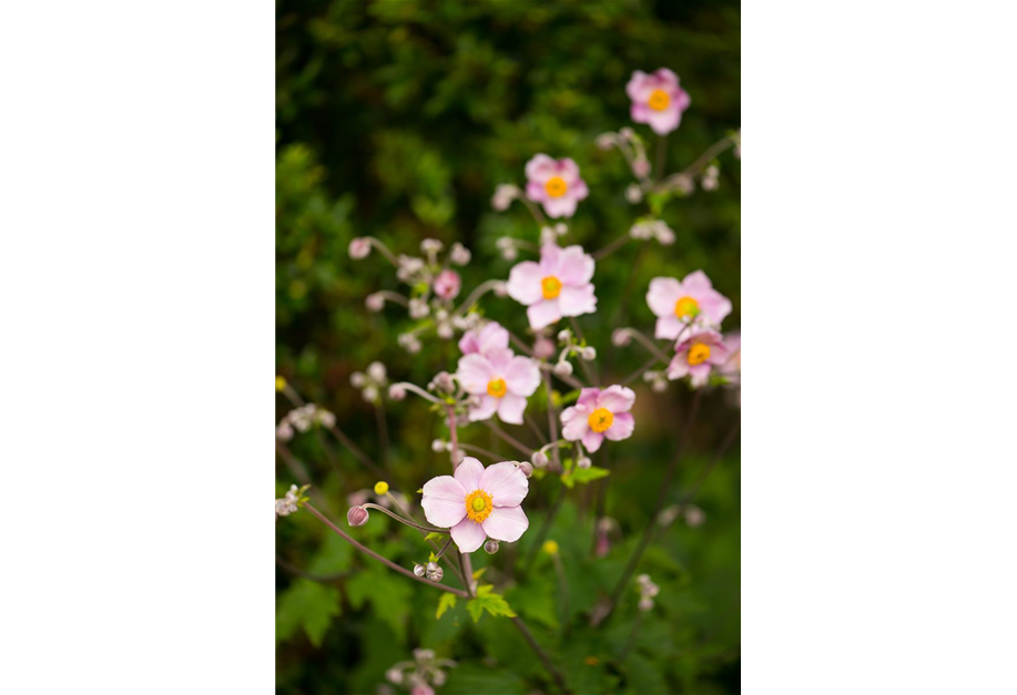 Anemone hupehensis