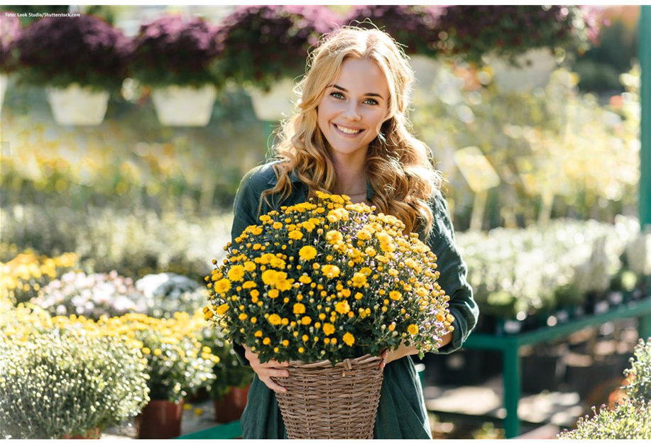 Chrysanthemum indicum