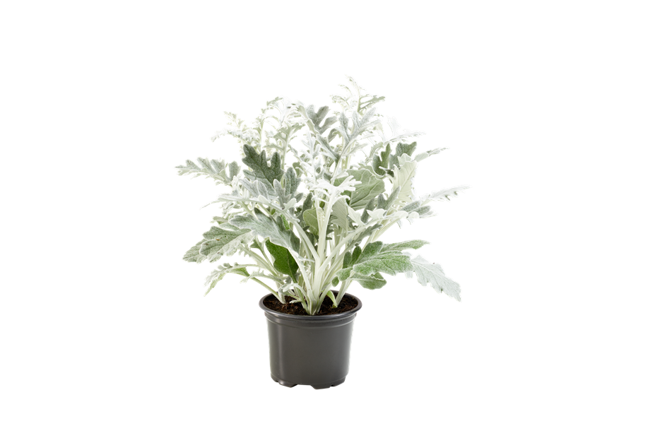 Senecio cineraria