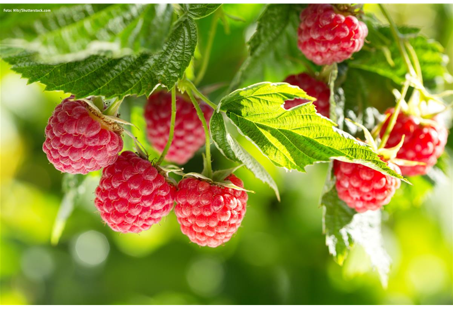 Rubus idaeus