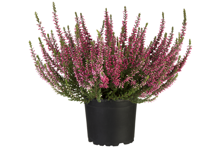 Calluna vulgaris