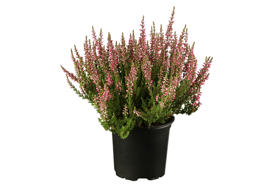 Calluna vulgaris