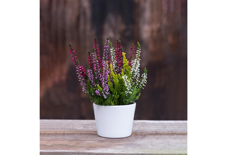 Calluna vulgaris