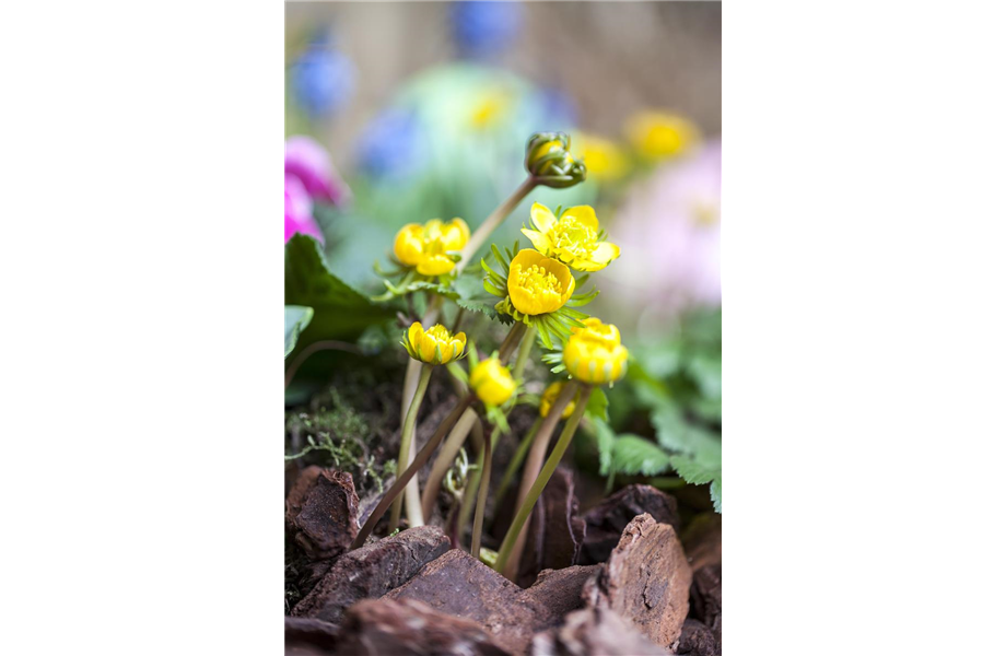 Jetzt den Frühling pflanzen